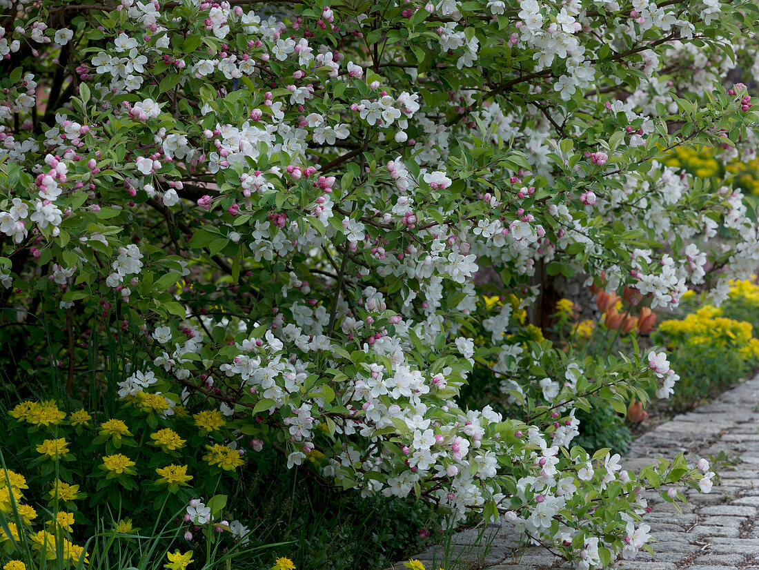 Malus 'Evereste' (ornamental apple) underplanted with Euphorbia polychroma