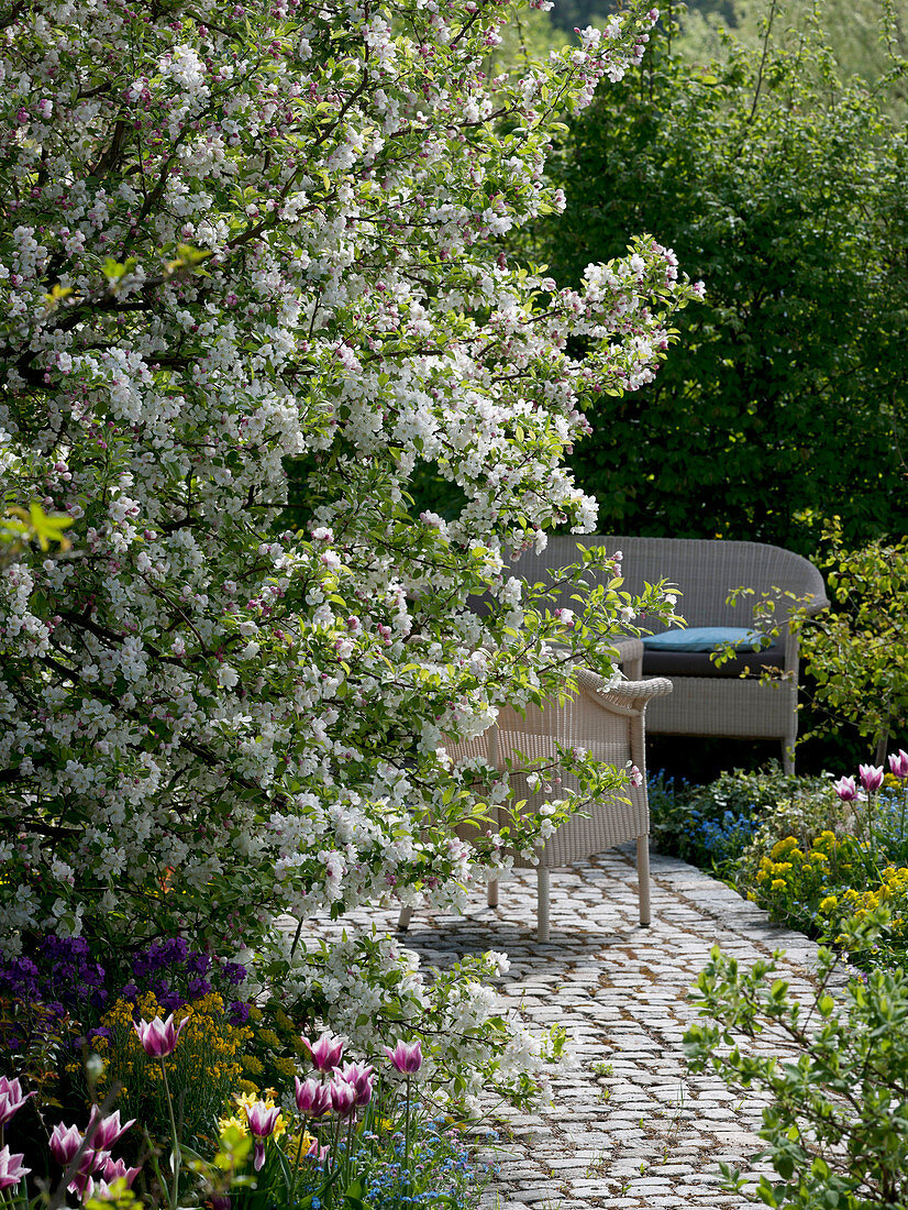 Malus 'Evereste' (Zierapfel), Tulipa 'Ballade' (Tulpen), Erysimum (Goldlack)