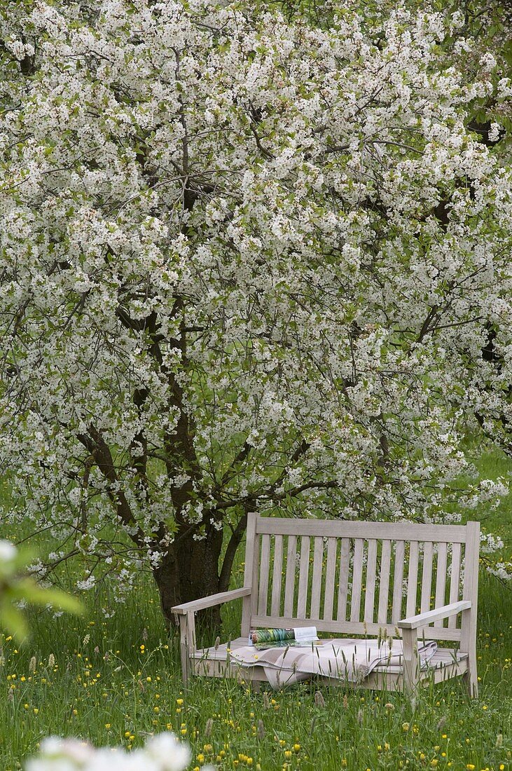 Bank under blooming Prunus cerasus in the orchard