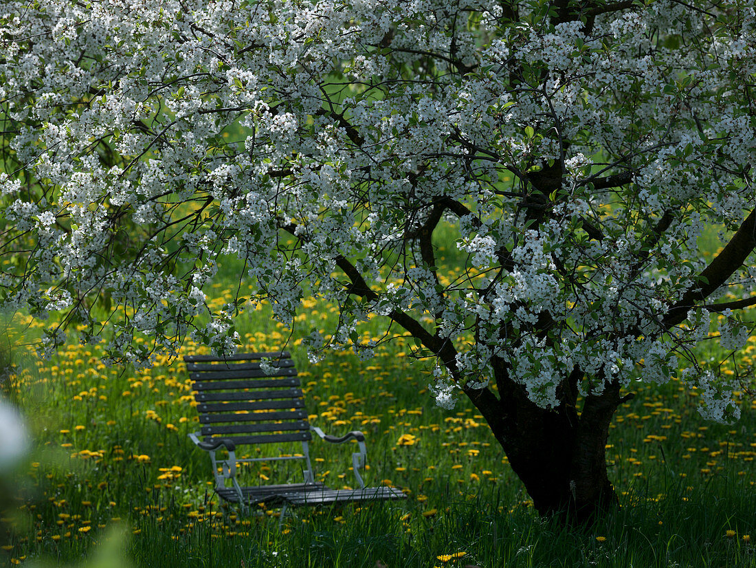 Klappstuhl unter Prunus cerasus (Sauerkirsche) auf blühender Wiese