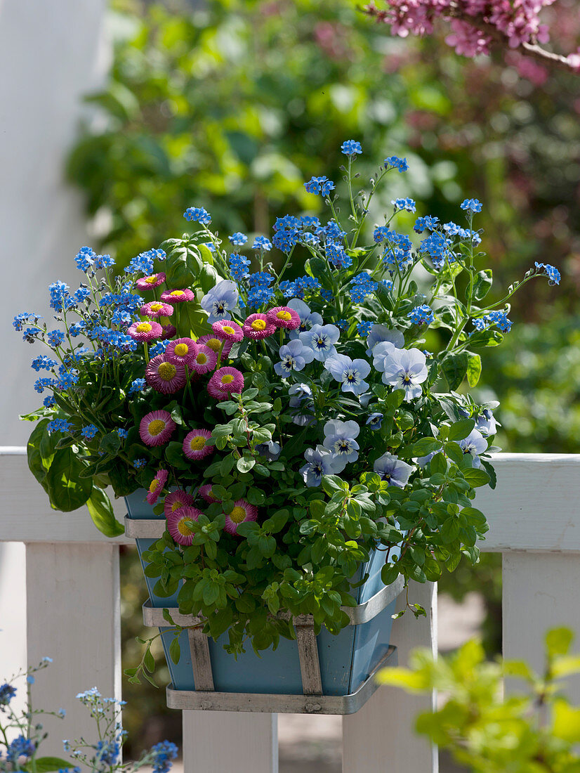 Mixed pot of herbs and edible flowers