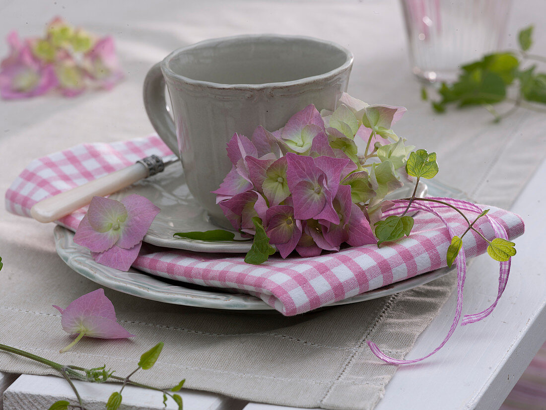 Rosa Blüte von Hydrangea (Hortensie) und kleine Ranke von Clematis