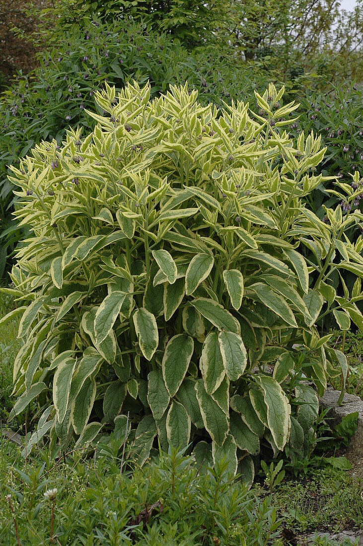 Symphytum x uplandicum 'Variegatum' (White comfrey)