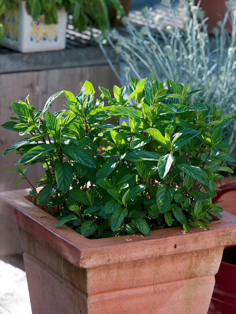 Mentha X gracilis (ginger-mint) in terracotta pot