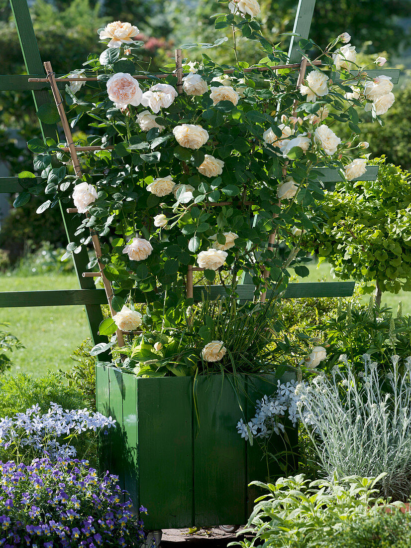 Rosa 'Jayne Austin' (Englische Rose) mit angenehmem Teerosenduft