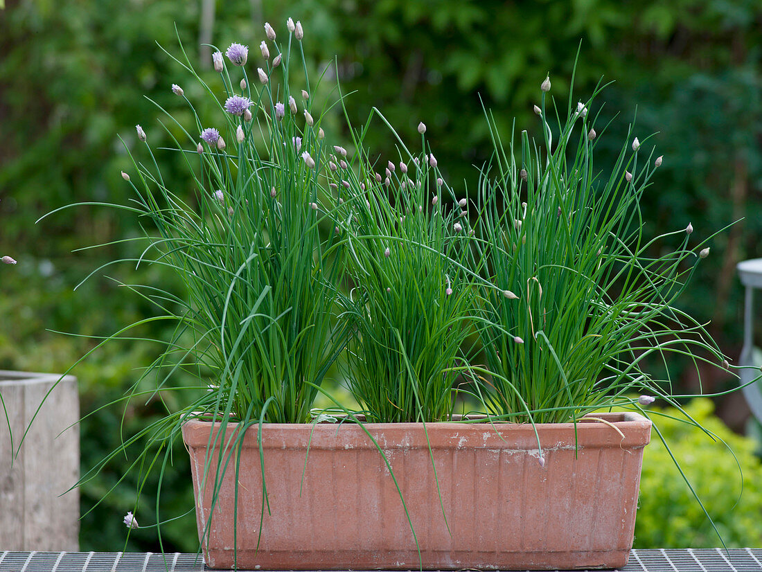 Allium schoenoprasum (chive) in the box