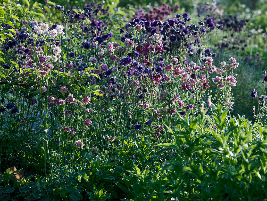 Aquilegia vulgaris plena 'Barlow Mixed' (Double columbine)