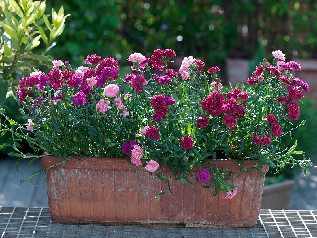 Dianthus chinensis (Nelken) im Terrakottakasten