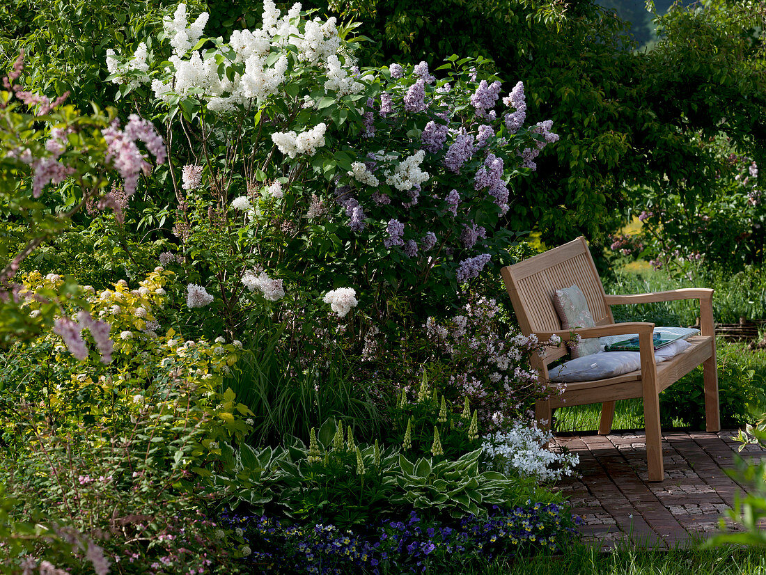 Syringa vulgaris 'Mont Blanc', 'Katharina Havemayer' (lilac)