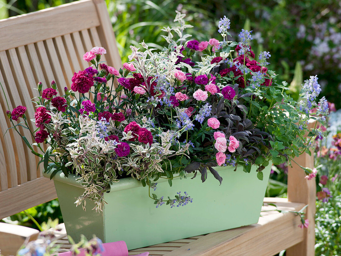 Dianthus (Nelken), Salvia 'Tricolor' 'Purpurascens' (Salbei), Nepeta