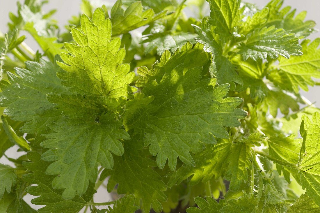 Urtica urens (Kleine Brennessel), frische Triebe für die Frühjahrskur