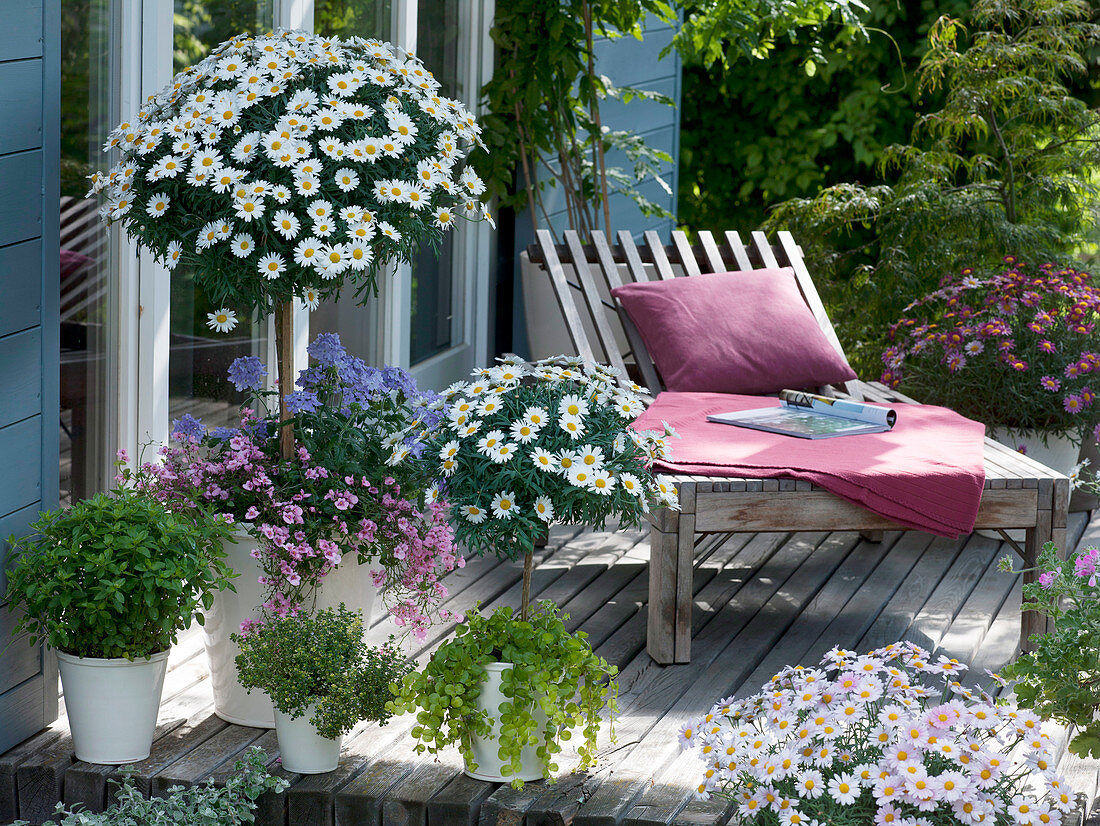 Wooden terrace with Argyranthemum 'Stella 2000'