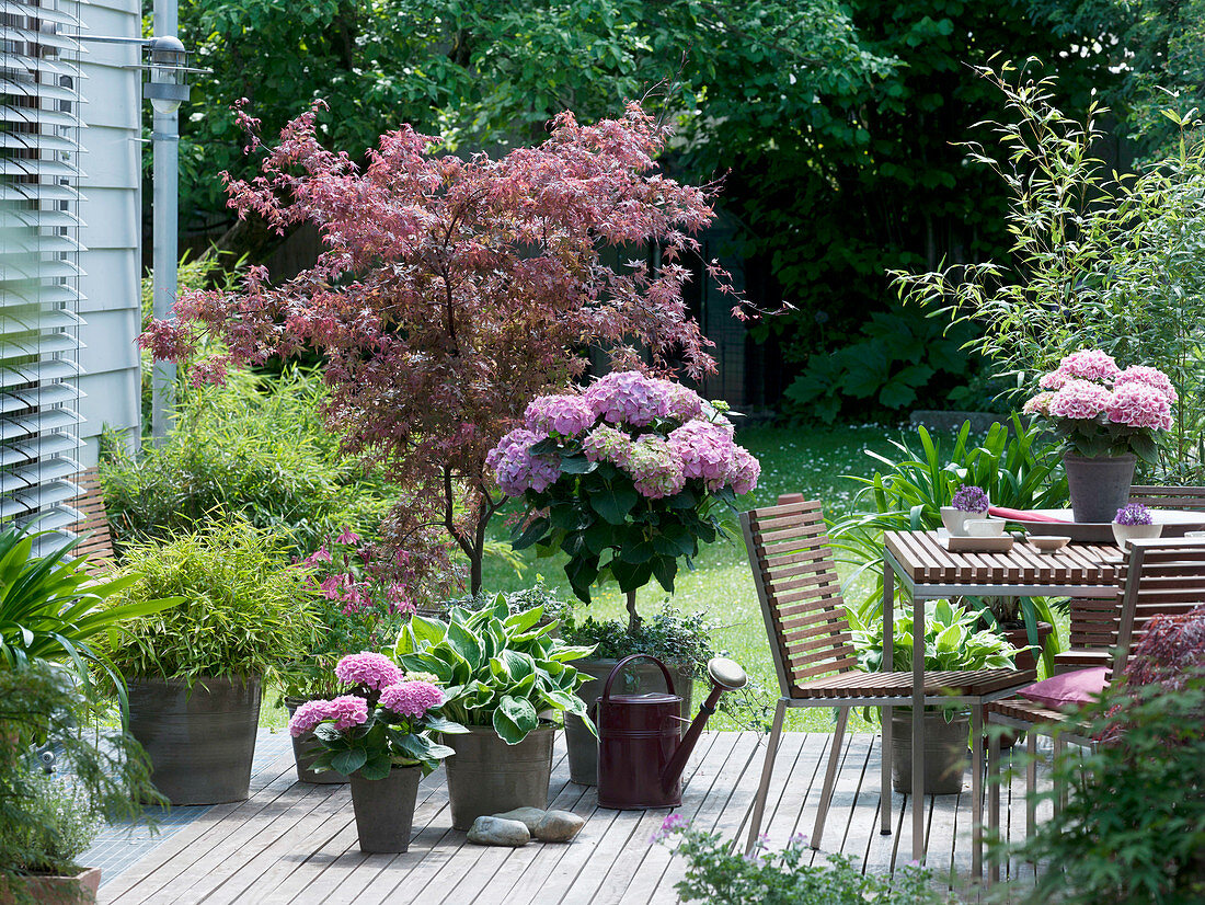 Wooden terrace with Acer palmatum 'Atropurpureum' (red-leaved fan maple)