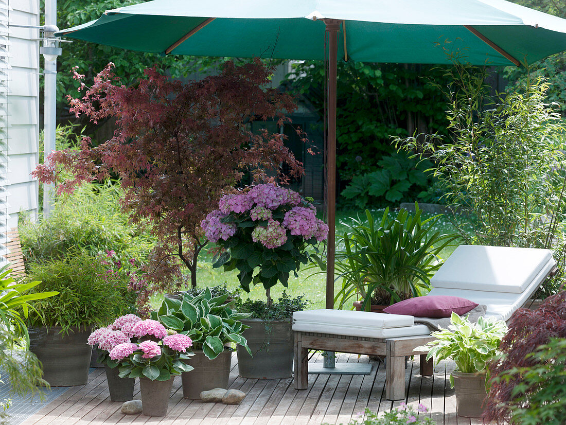 Holzterrasse mit Acer palmatum 'Atropurpureum' (Rötblättriger Fächerahorn)