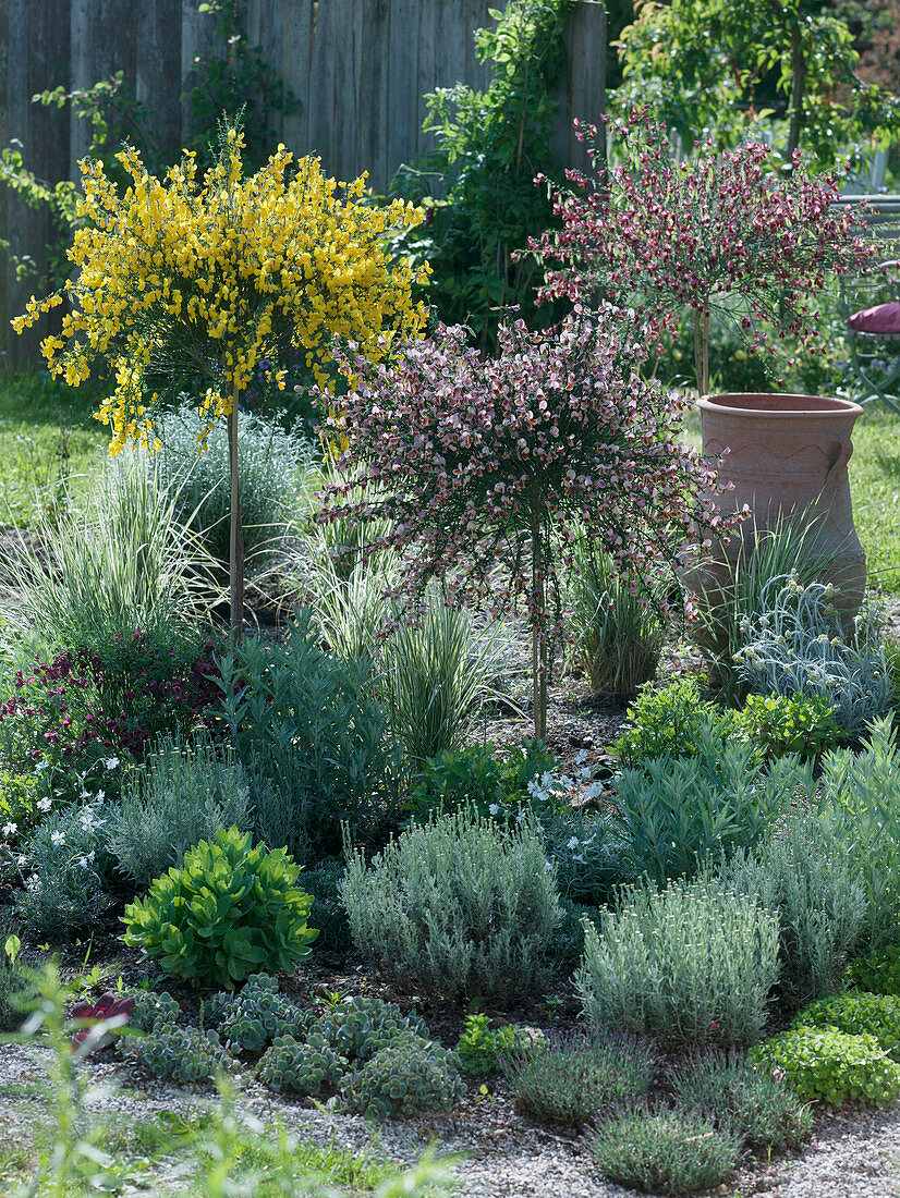 Cytisus 'Boskoop Ruby', Golden Sunlight, Maria Burkwood (Ginster)