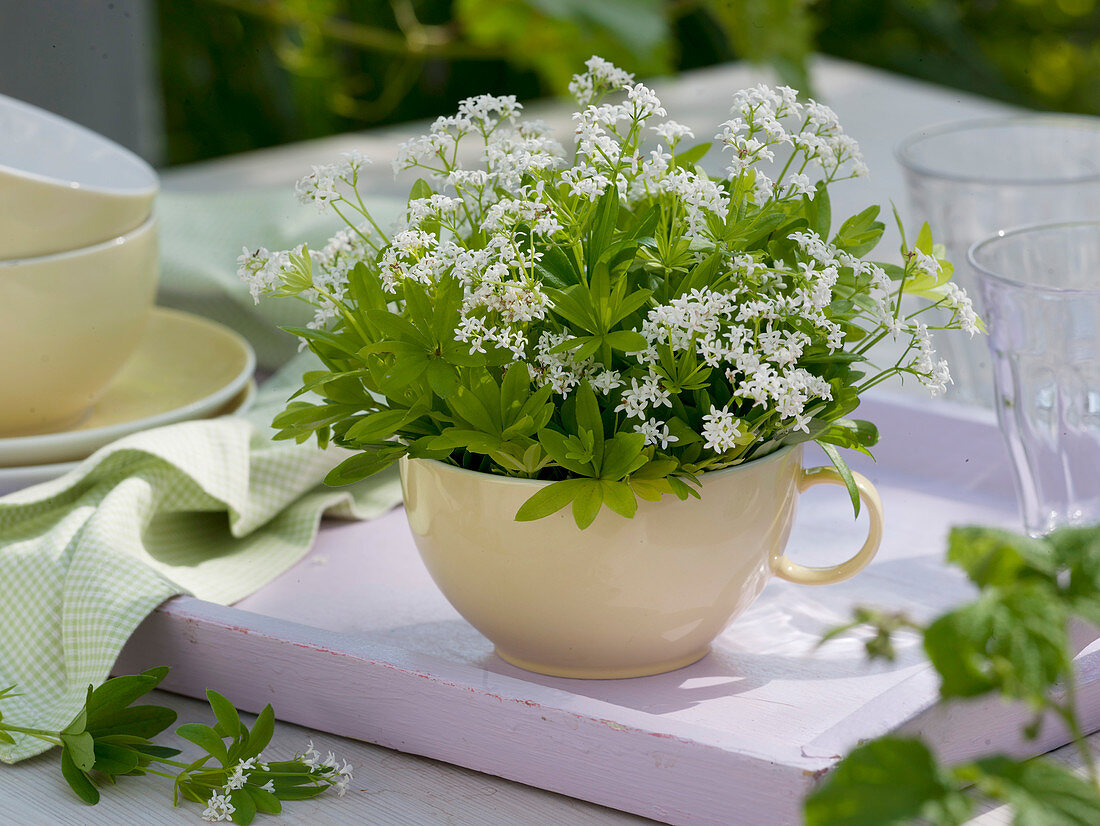 Galium odoratum (woodruff) blooming in cup