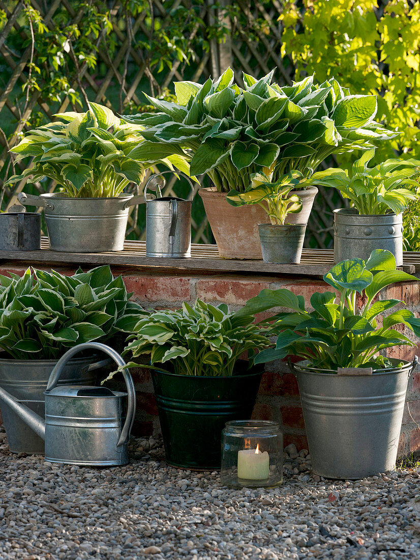 Funkia in pots on and on wall