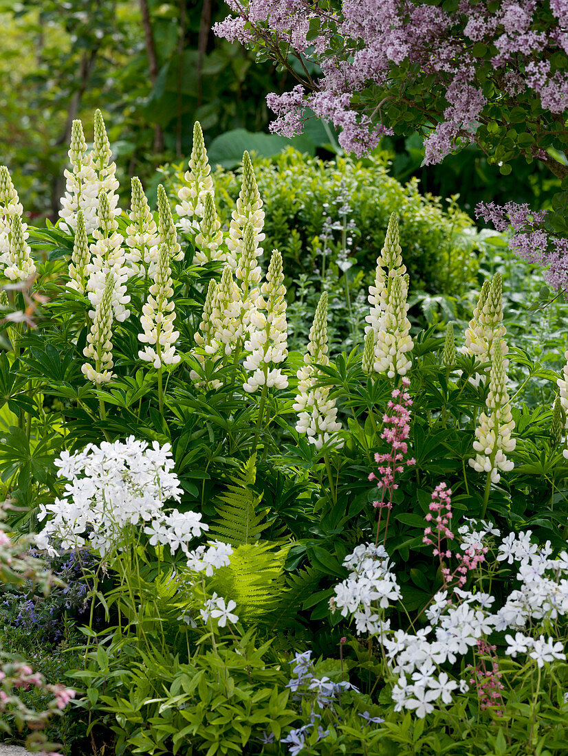 Lupinus polyphyllum 'Russels Nanum White' (Lupinen), Phlox divaricata