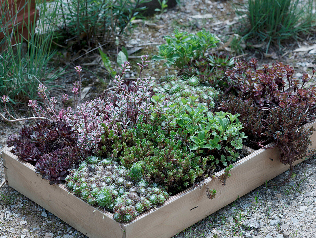 Holzkasten bepflanzt mit Sempervivum 'Blood Tip' und Arachnoideum