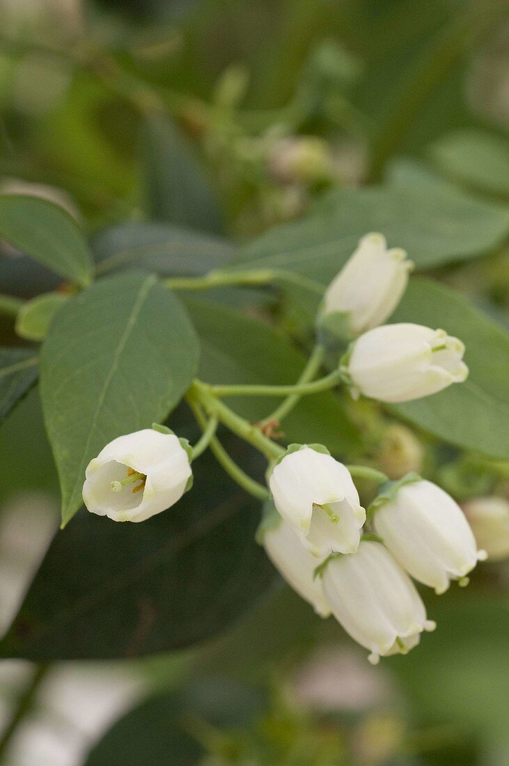 Vaccinium corymbosum 'Legacy' (Blueberry), flowers