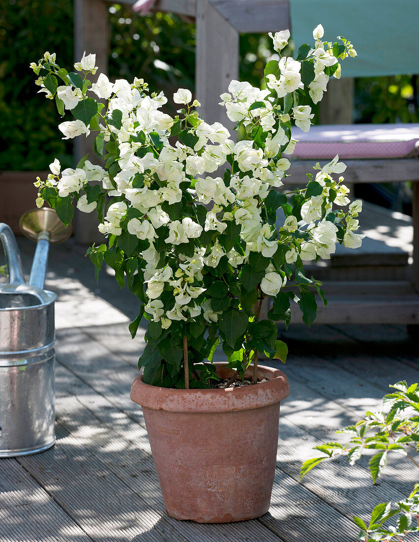 Bougainvillea glabra 'Snow' in terracotta pot