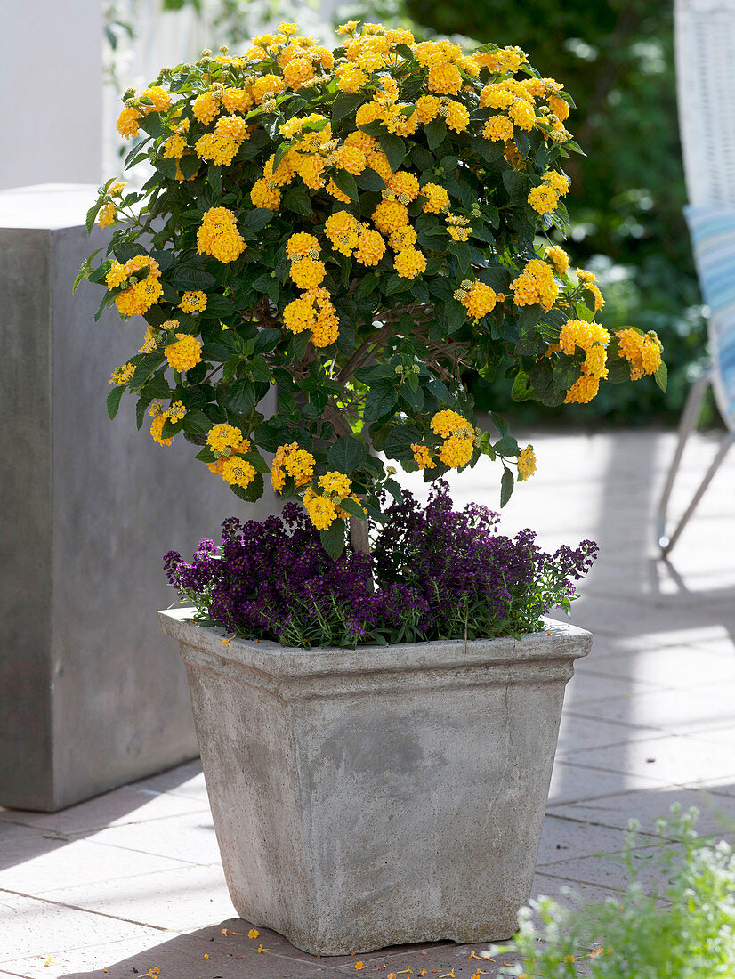 Lantana Suntana 'Gold' (wood anemone) underplanted