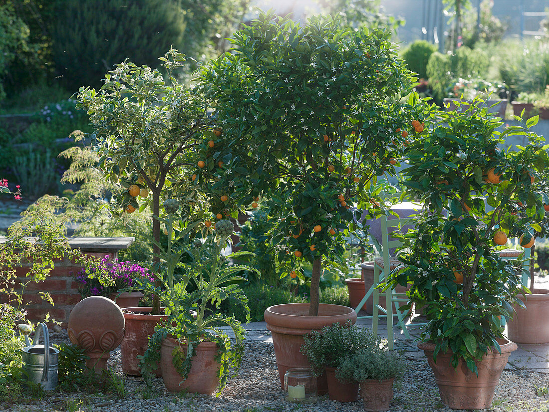 Citrus sinensis 'Variegata', Citrofortunella microcarpa