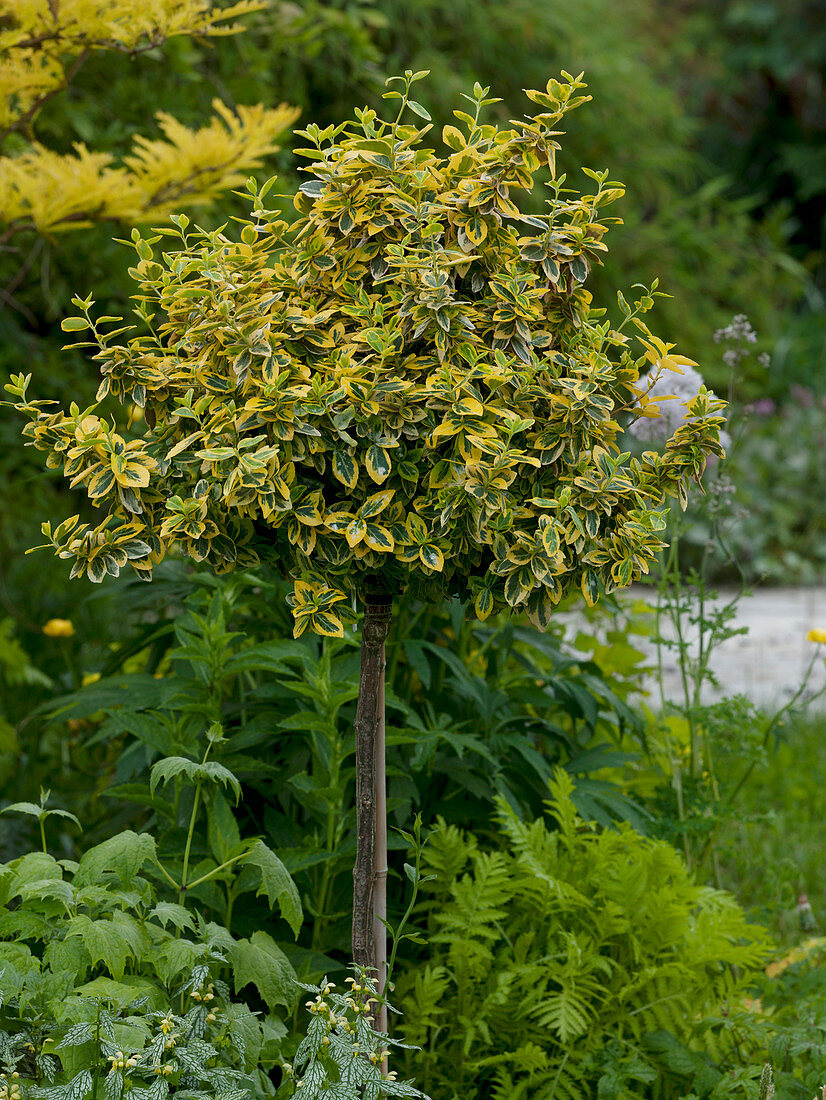 Euonymus fortunei 'Emerald'n Gold' (climbing spindle shrub) on trunk