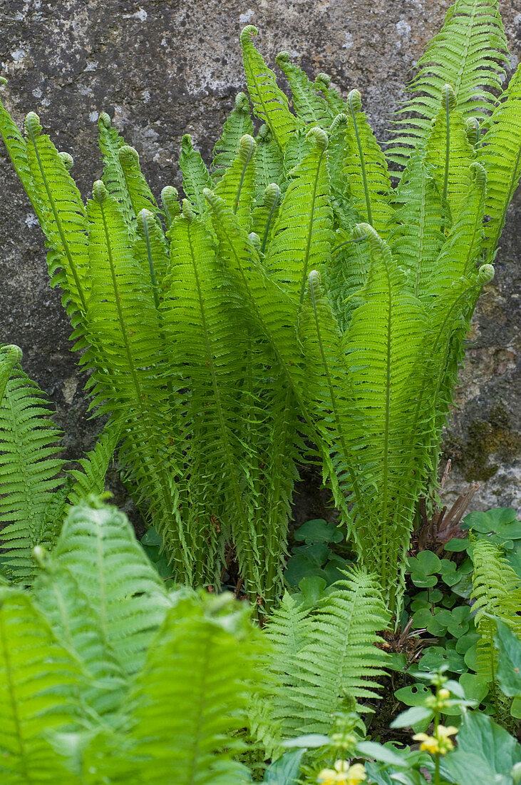 Matteuccia struthiopteris (Ostrich fern)