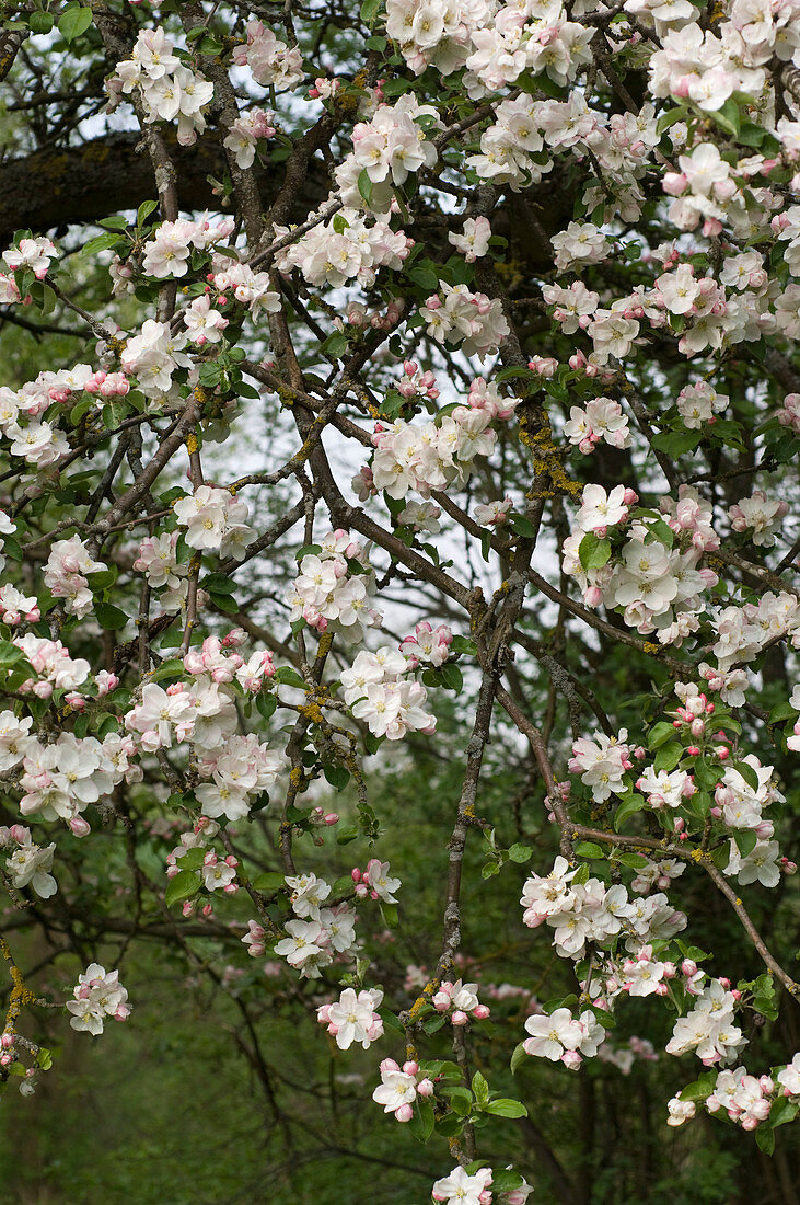 Malus (apple tree) in blossom