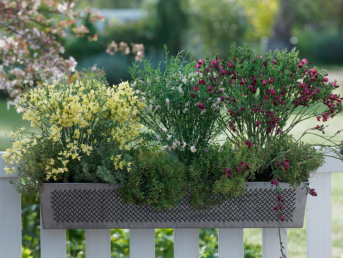 Cytisus 'Allgold' 'Zeelandia' 'Boskoop Ruby' (Ginster), Thymus citriodorus