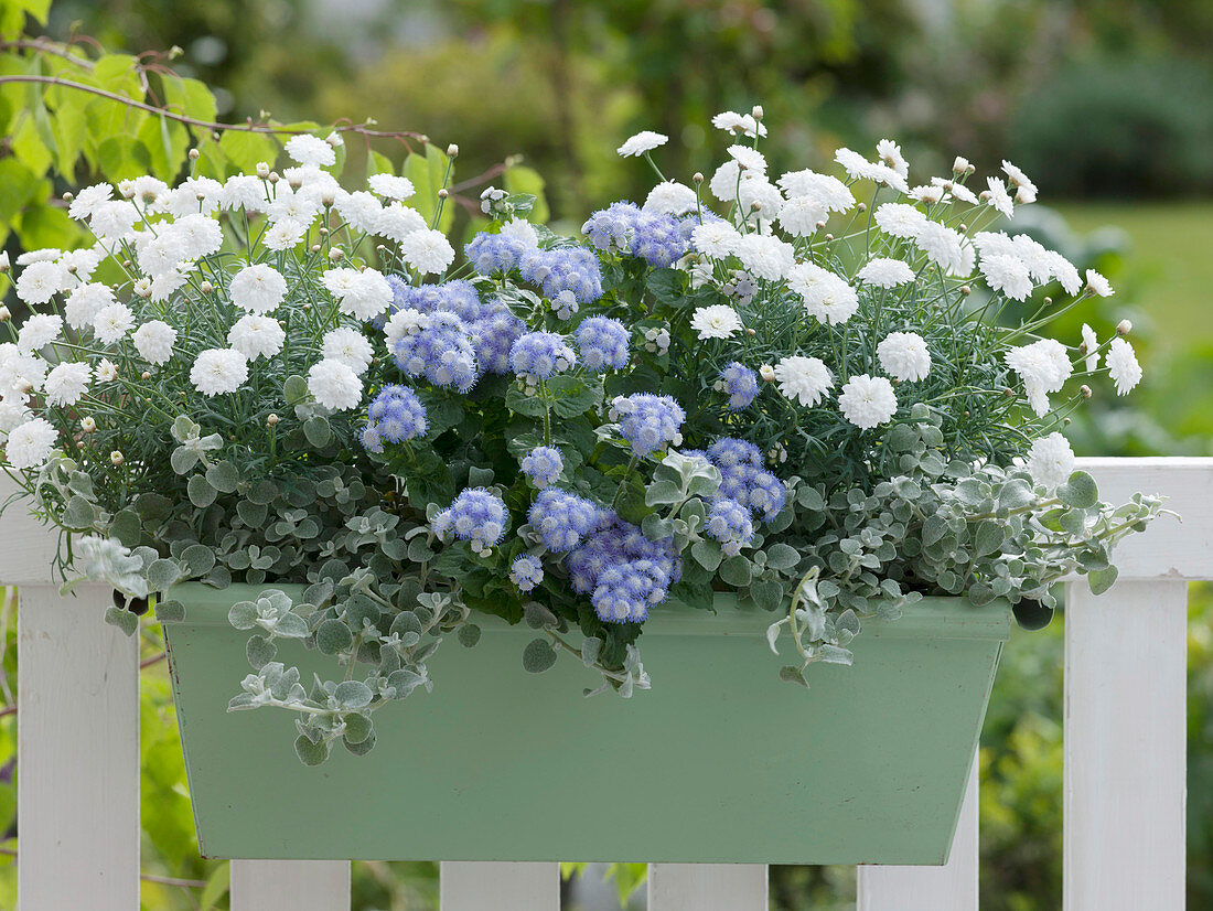 Argyranthemum frutescens Madeira 'Double White' (daisies), Ageratum