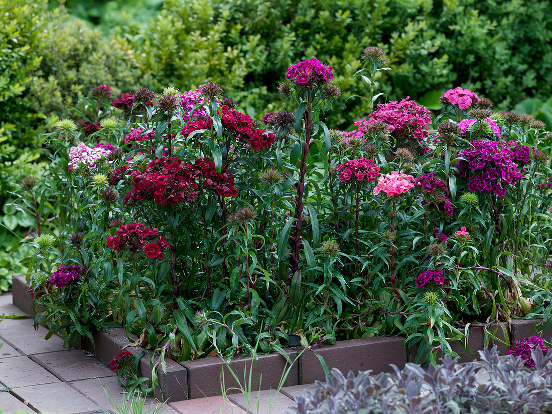 Dianthus barbatus (Bearded carnations) in a bed with clinker edging