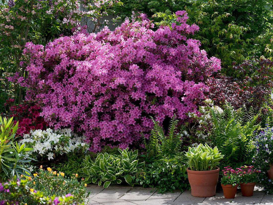 Rhododendron obtusum 'Kermesina' (Japanische Azalee)