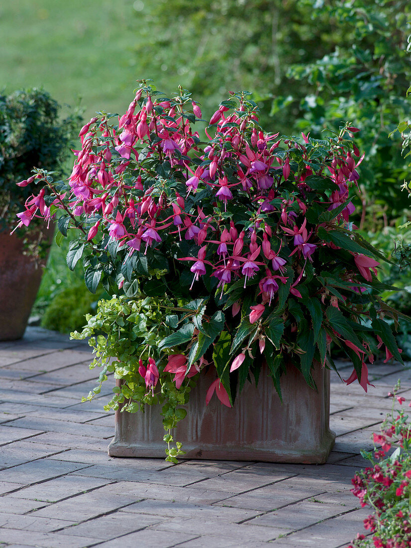 Fuchsia 'Henriette Ernst' (fuchsia), Begonia Summerwings 'Rose' (rose)