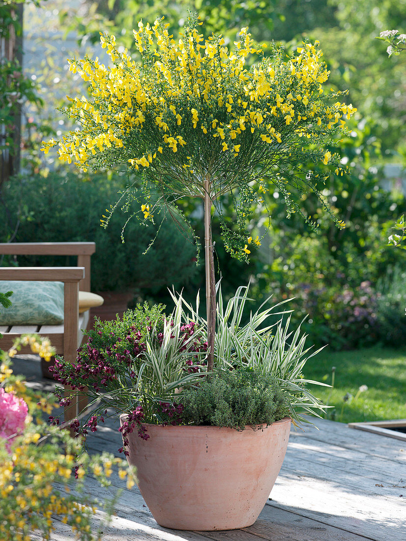 Cytisus 'Golden Sunlight' (Ginsterstamm) unterpflanzt mit Cytisus