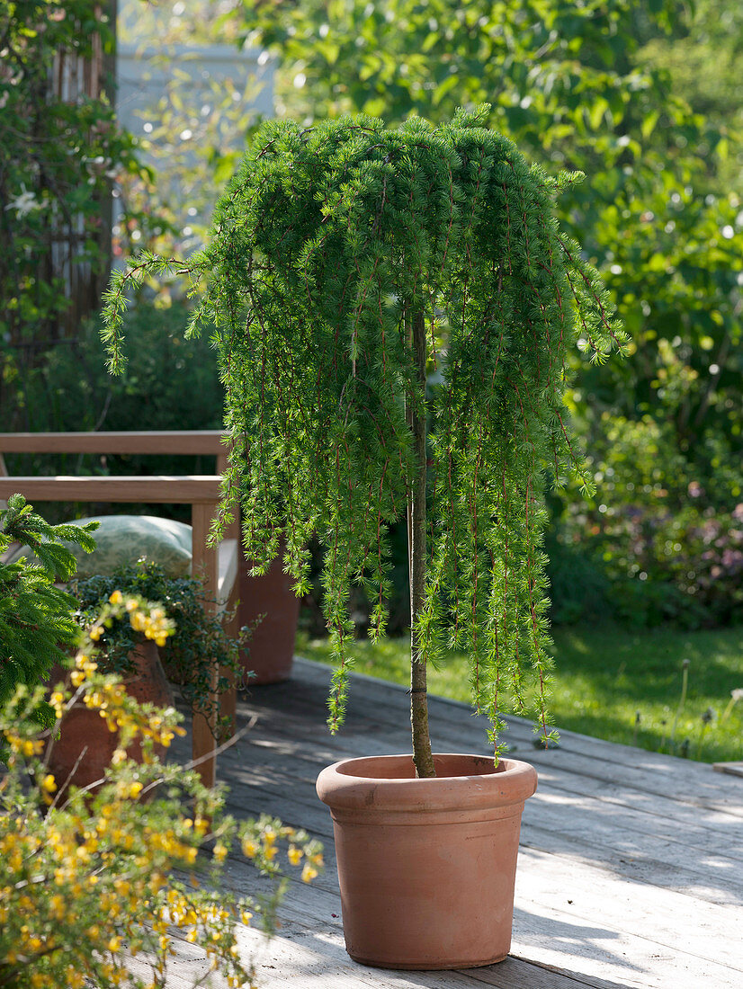 Larix decidua 'Globus' (Hanging larch) in terracotta pot