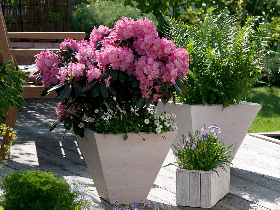 Rhododendron yakushimanum 'Morgenrot' (alpine rose), Bellis (daisy)