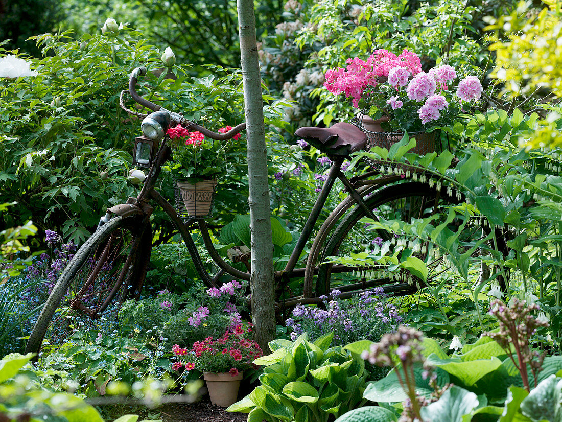 Old bicycle leaning against a tree as decoration with Pelargonium zonale