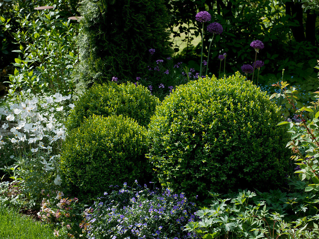 Buxus (boxwood balls), Anemone sylvestris (wood anemone), Viola cornuta