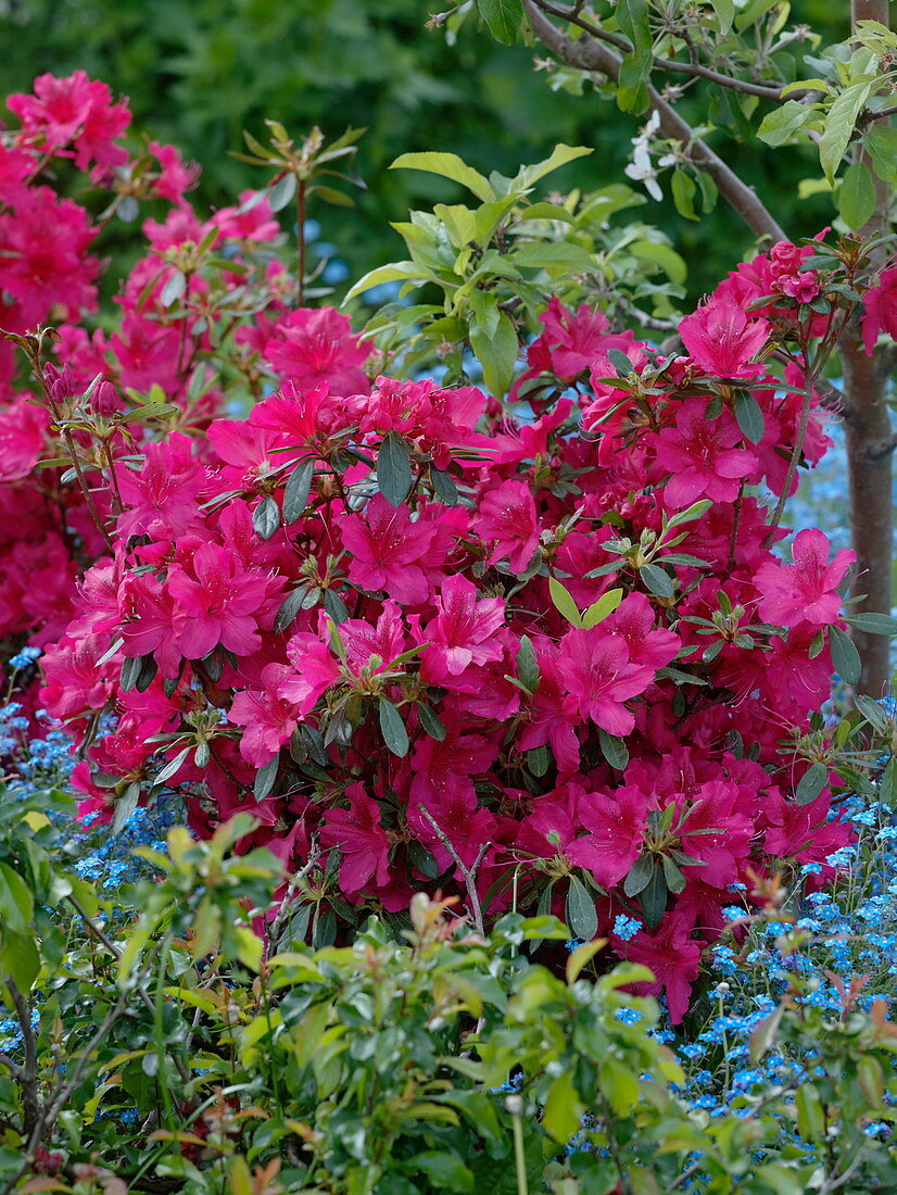 Rhododendron 'Georg Arends' (Japanese azalea)