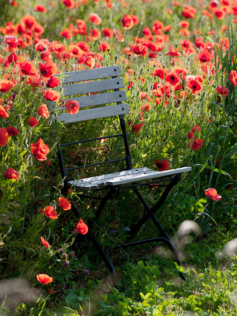 Klappstuhl am Mohnblumenfeld