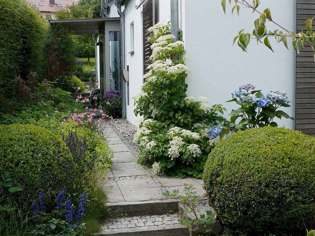 Path to the covered entrance, Hydrangea macrophylla