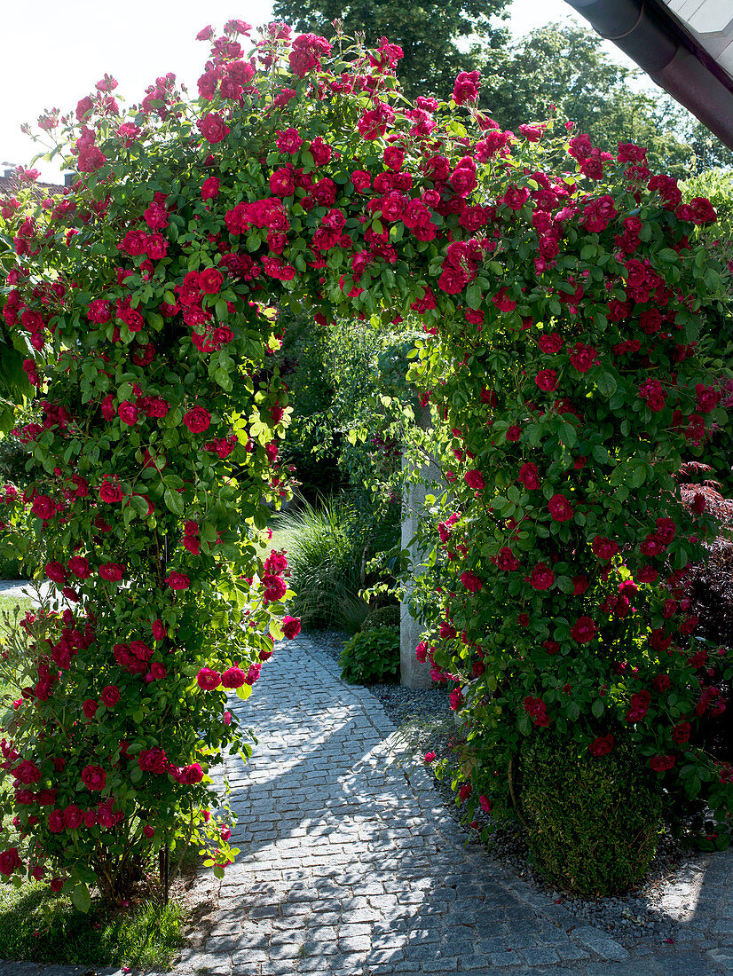 Rosa 'Greetings to Heidelberg' (climbing rose) on rose arch