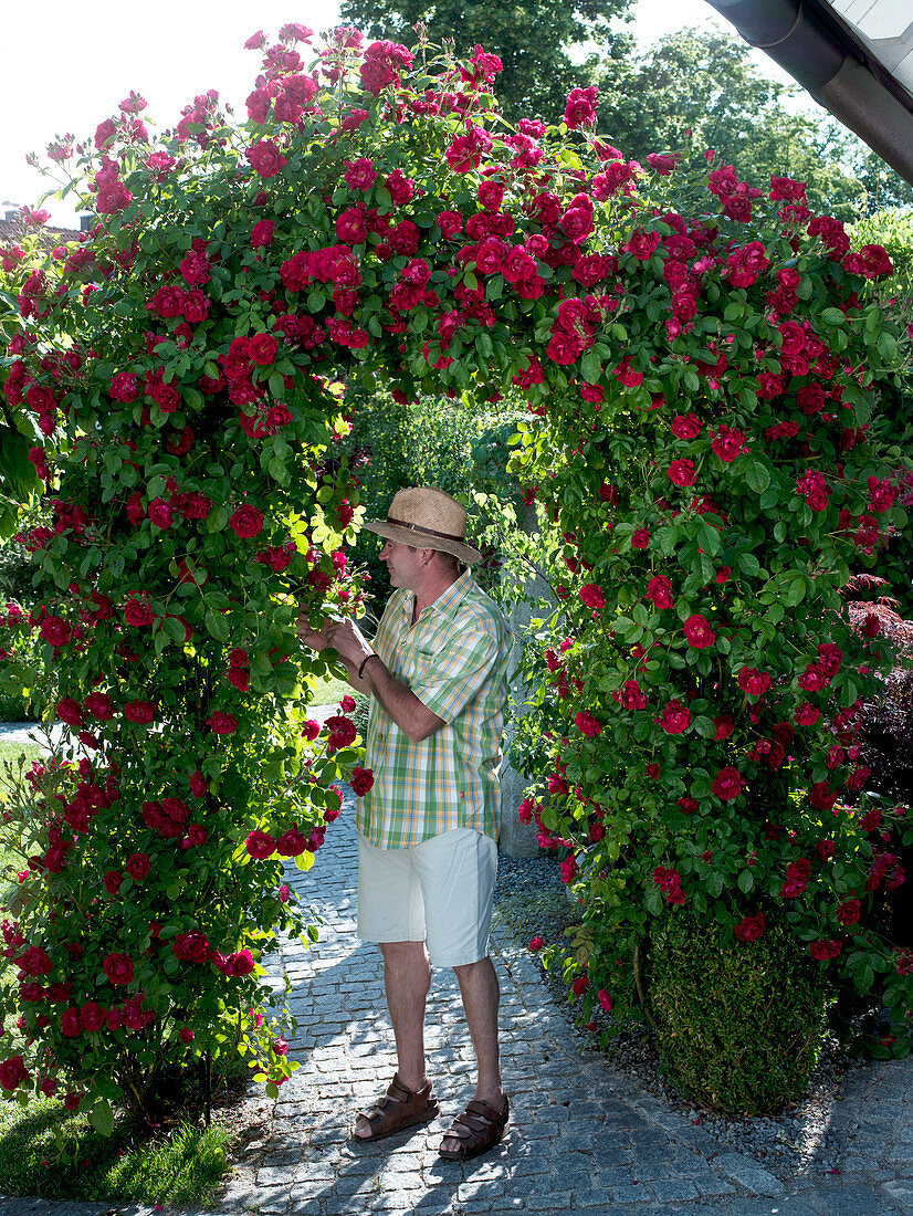 Rosa 'Greetings to Heidelberg' (climbing roses) on rose arch