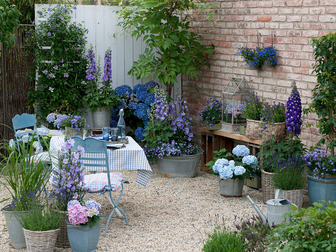 Terrace with blue plants