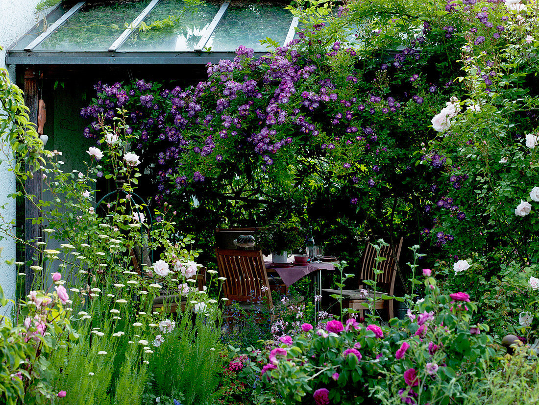 Überdachte Terrasse mit violetter Kletterrose