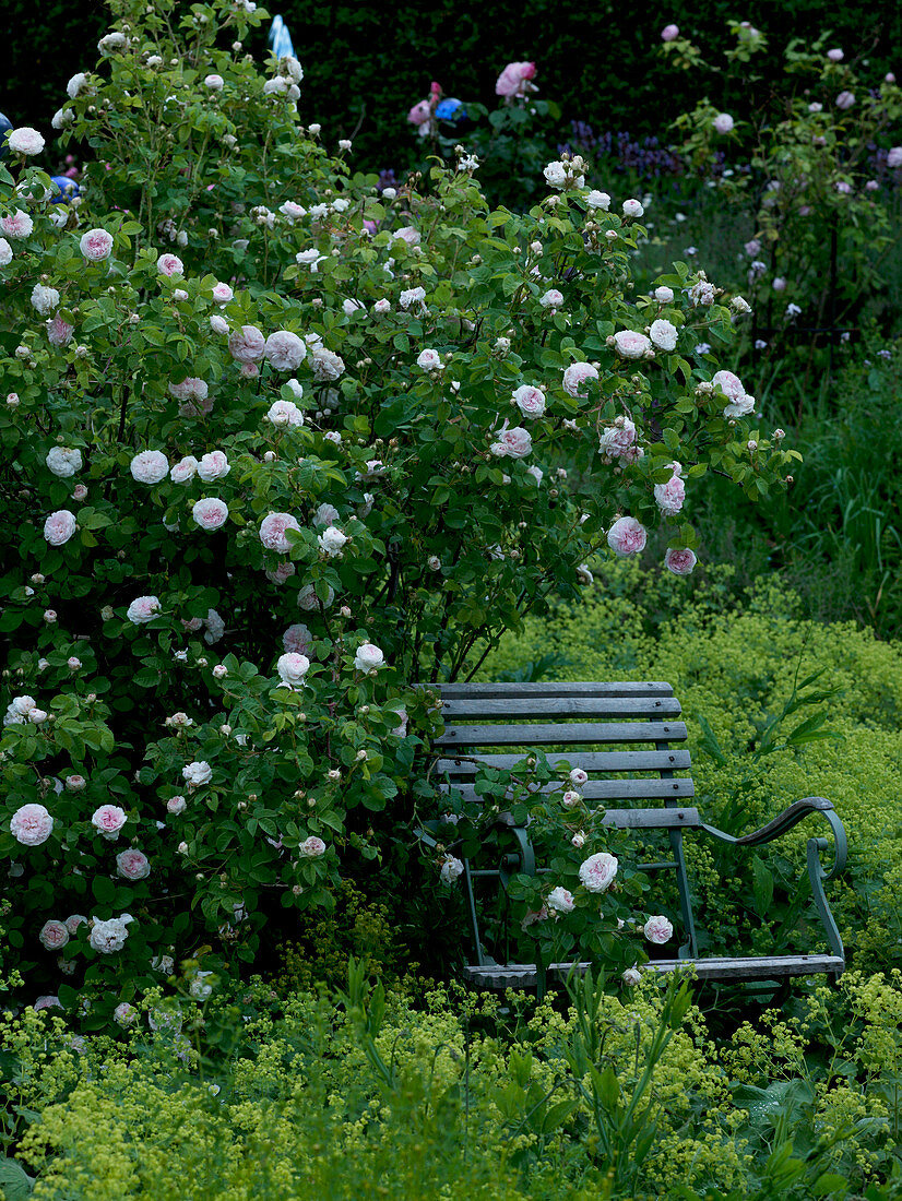 Felicité Parmentier, historic rose, single flowering, very fragrant