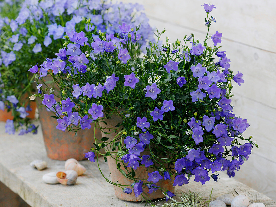 Campanula portenschlagiana (Polster-Glockenblumen)