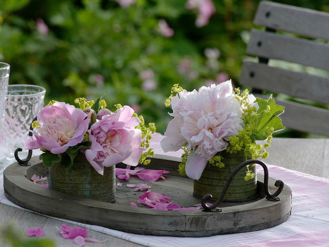 Paeonia (Pfingstrosen), Alchemilla (Frauenmantel) in Metalltöpfen